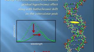 Dna Intercalation Spectral Shift Biophysical Chemistry Explained Clarified
