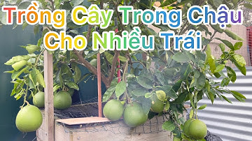 CUỘC SỐNG ÚC l KỶ THUẬT TRỒNG CÂY ĂN TRÁI TRONG CHẬU