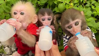 Lovely Moments Of Pika Monkeys And Other Animal. P120