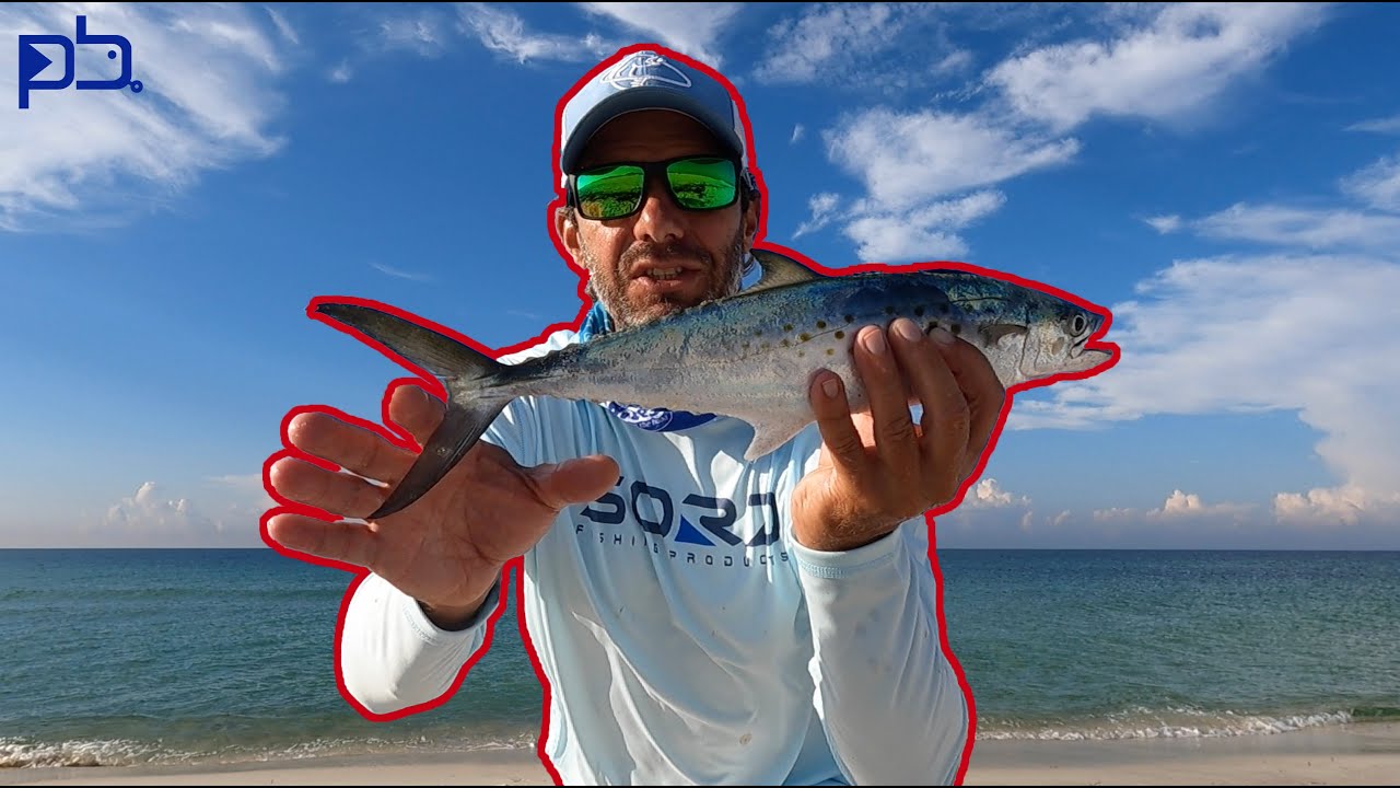 How to Gather CUT BAIT from SHORE. Toothy Fish. Pensacola Beach Fishing