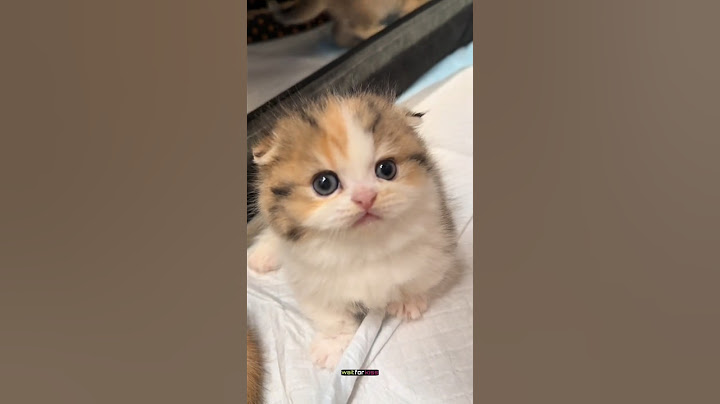 When a Tiny Cat Steals Your Heart with a Kiss!