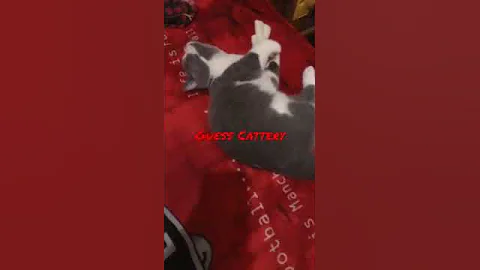 Video 1726321: cat britishshorthair kucing kitten, britishshorthair kucing catlover, britishshorthair cat cute kucing, kitten kucing british, playing britishshorthair catlover