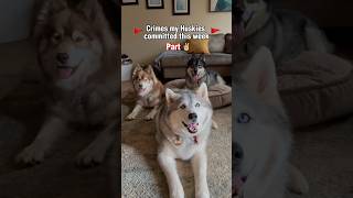 #shorts #shortsvideo #husky #siberianhusky #howlingdog #funnydog #funny #dogs #cutedogs  #humor