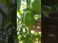Переспасённые огурцы и кабачки, ну и помидорки!