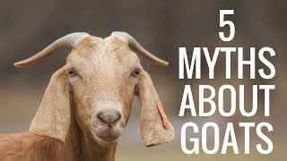 5 Myths About Goats