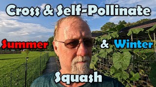 Cross & Self-Pollinating Squash (Saving Seed & Creating New Varieties)
