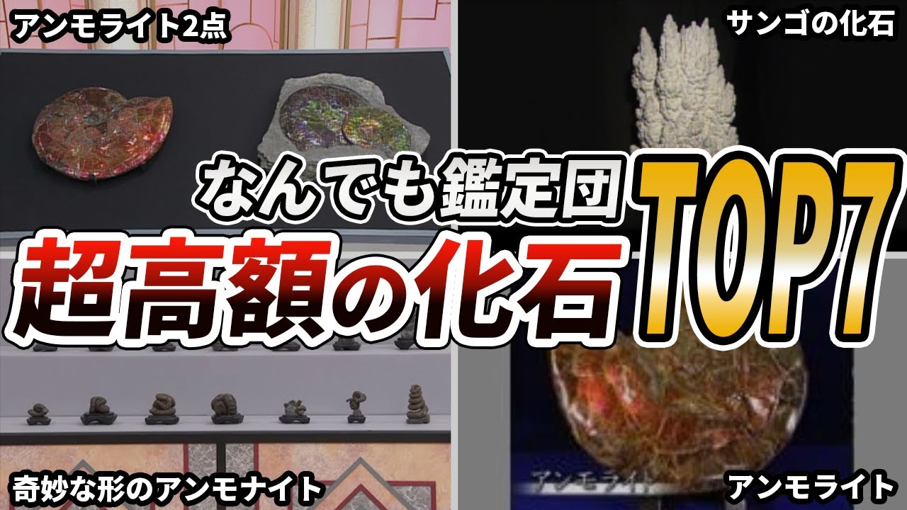 Nandemo Kanteidan] Top 7 fossils with unbelievable appraisal