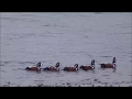 Harlequin Ducks in Iceland.