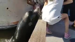 The Incredibly Interactive Zoobooks