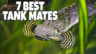 7 Most Suitable Tank Mates For Bichir Fish