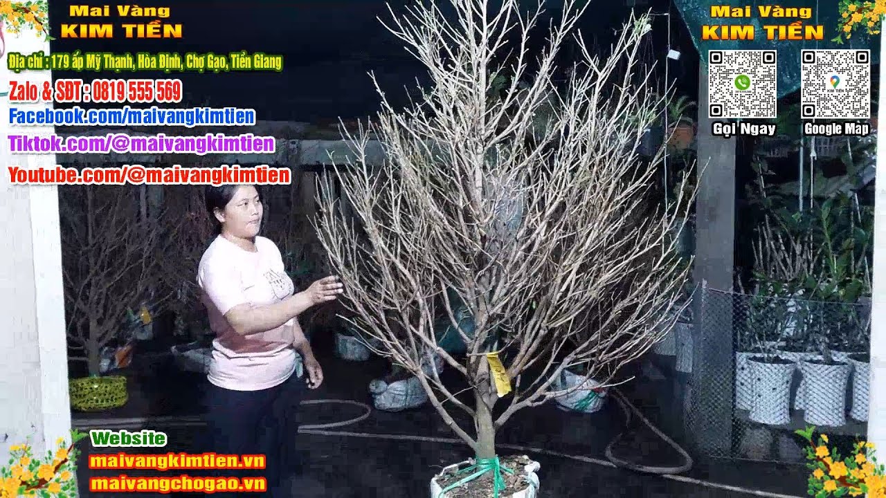 Mai Vàng Nhiều Nụ Đón Tết Bao Ship Toàn Quốc - Mai Vàng Kim Tiền Chợ Gạo