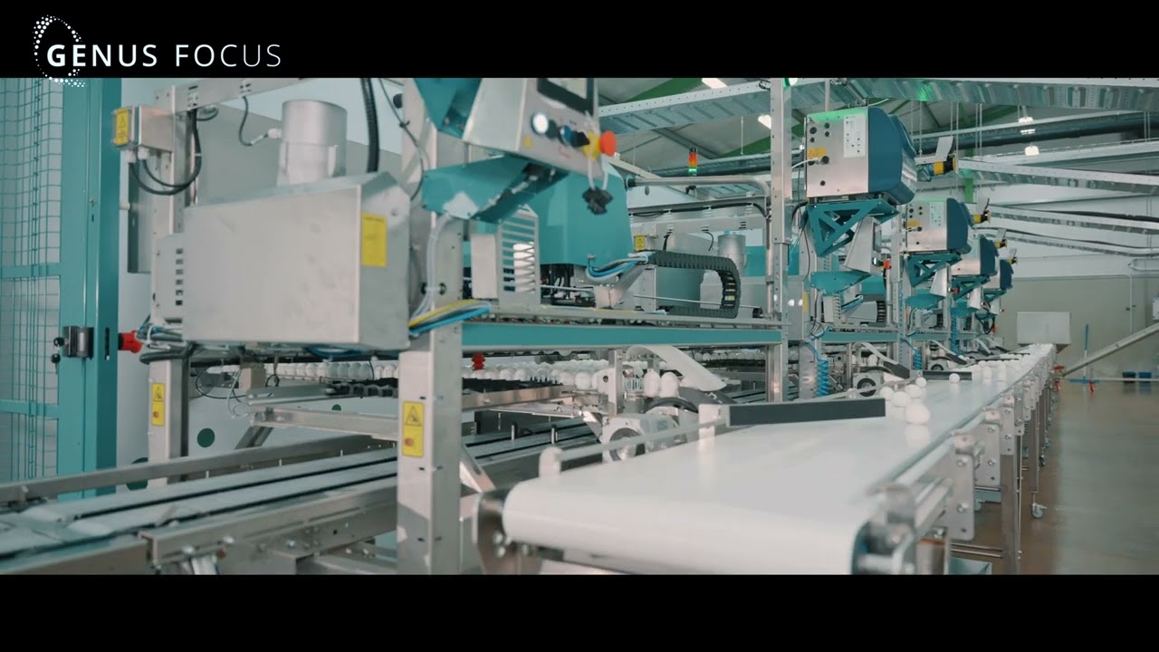 Teaser: Genus Focus – In-Ovo Sex Determination with MRI and AI