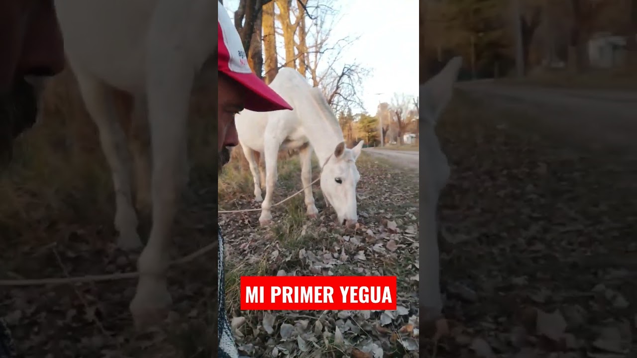 Mi primer yegua..#caballos #viral #shots #doma - YouTube
