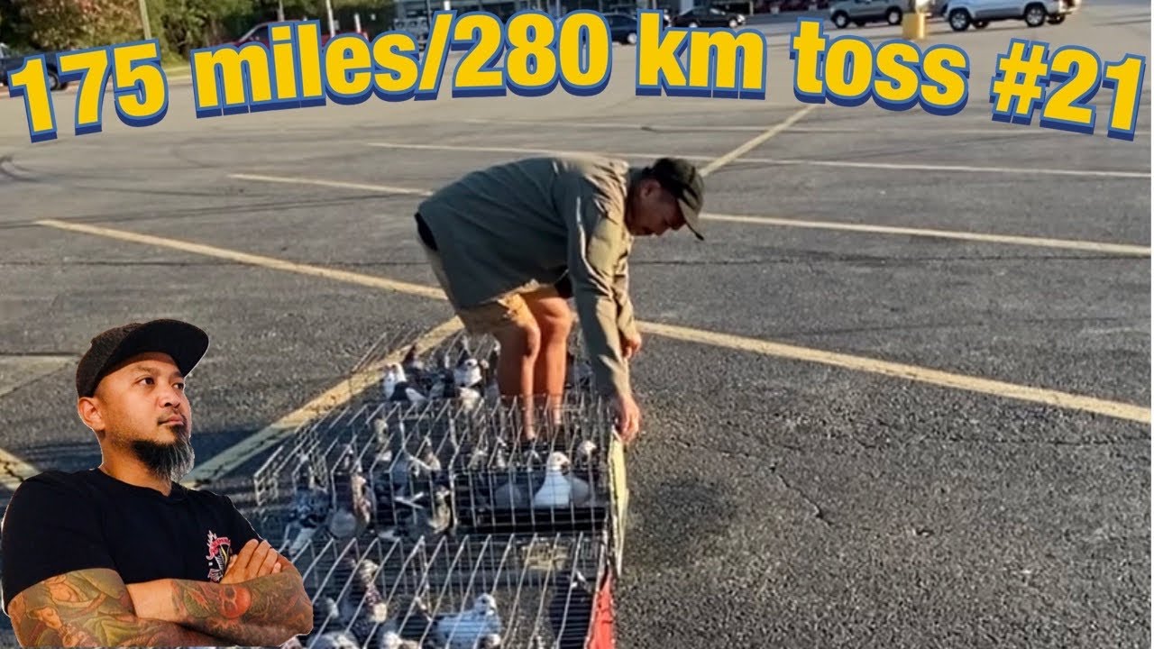 Toss 21 175 miles/280 km YouTube