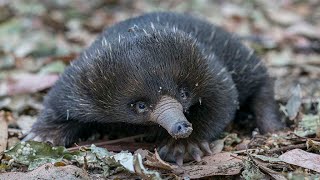 First spiny anteater puggle hatched at Safari Park