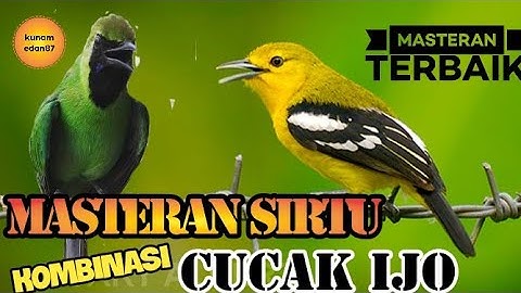masteran sirtu kombinasi cucak ijo sangat cocok untuk mencetak bahan agar bermateri ISTIMEWAH.