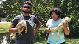 Download Lagu Iguana man and Tegu Boy catch iguanas Summer 2020* MP3