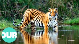 This Is The Majestic Tiger Of Nepal | Our World