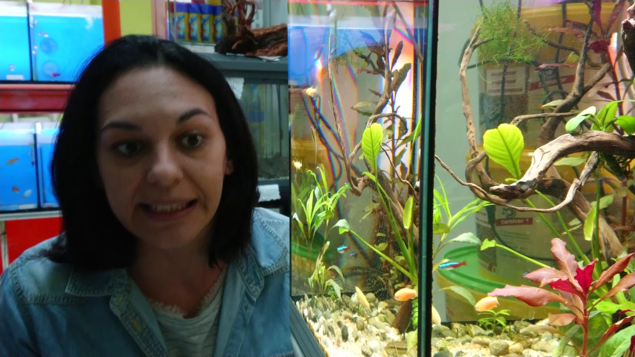 Le alghe in acquario piantumato - YouTube