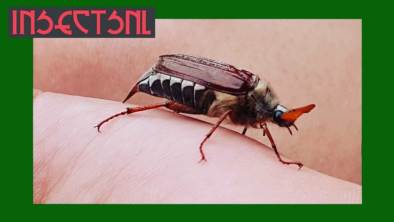 De meikever - informatievideo