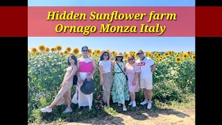 SUNFLOWER FARM IN ORNAGO MONZA ITALY | HIDDEN GEM OF MONZA|A MUST SEE DURING SUMMER