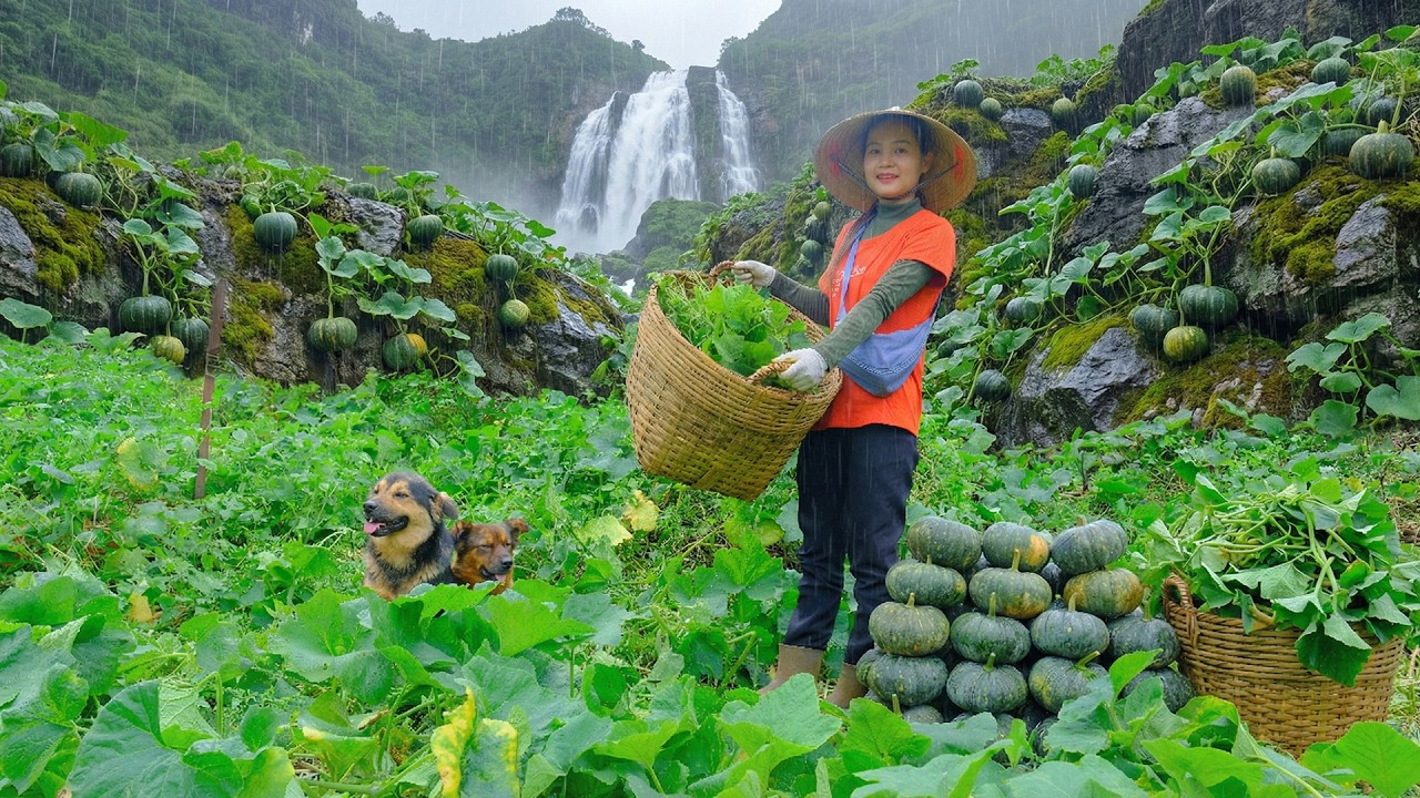 Harvest Pumpkin And Pumpkin Shoots To Sell At The Market – Cook With Them – Garden