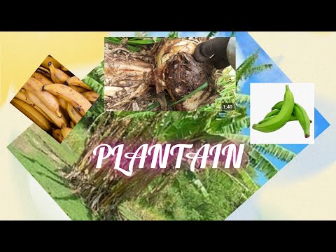 PLANTING PLANTAIN CLEANING PLANTAIN CLEARING OF LAND