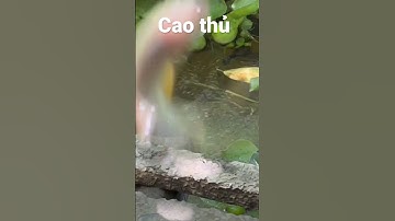 Nữ câu thủ câu cá rô #câucárôđồng #fishing #caucaro