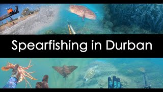 Spearfishing in Durban, KZN, beautiful reefs, turtles, crays, rays and fish!
