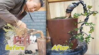 How to bend a bonsai - guide to create beautiful bonsai, bonsai art#7