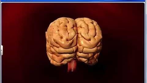 CBSE Class 11 Biology || Neural System