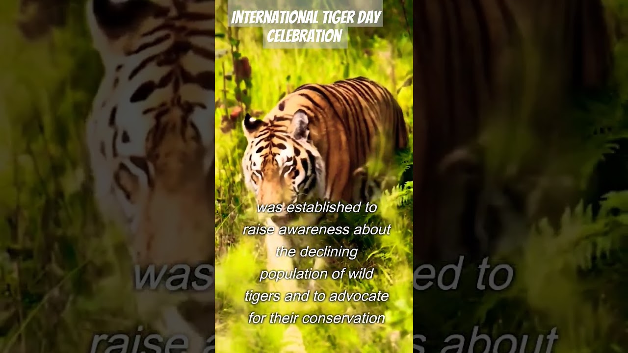 International Tiger Day 2023! 