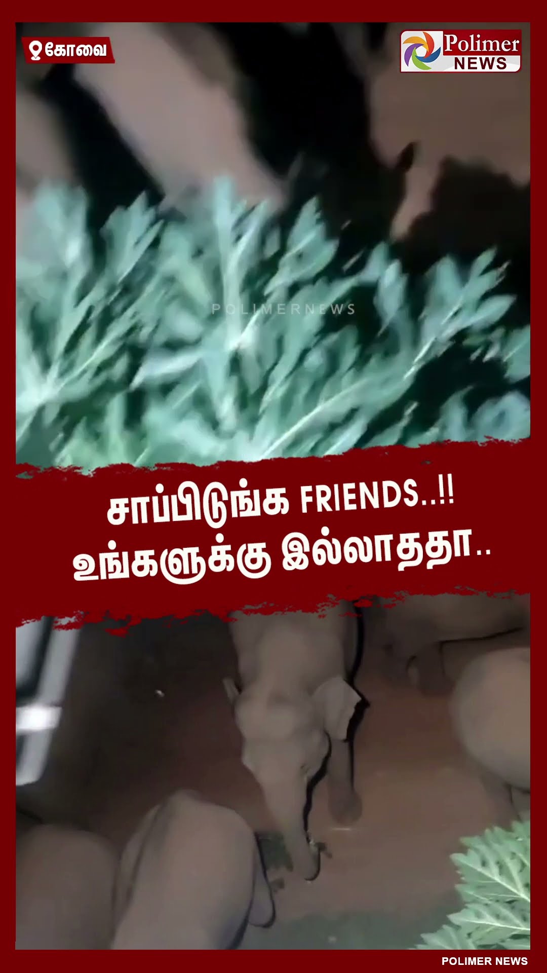 பப்பாளி பழங்களை ருசித்து சாப்பிட்ட காட்டு யானைகள்..!!  #shorts | #elephants | #papaya | #fruits