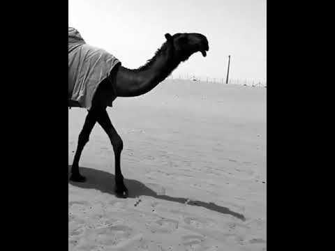 وعر للمالك محمد بن فهاد بن جخدب