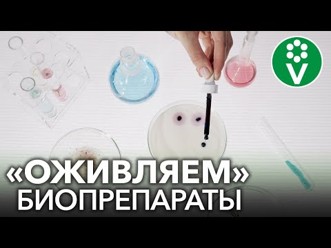 Как улучшить и продлить жизнь биопрепаратам на основе сенной палочки? (Фитоспорин, Бактоген и др)