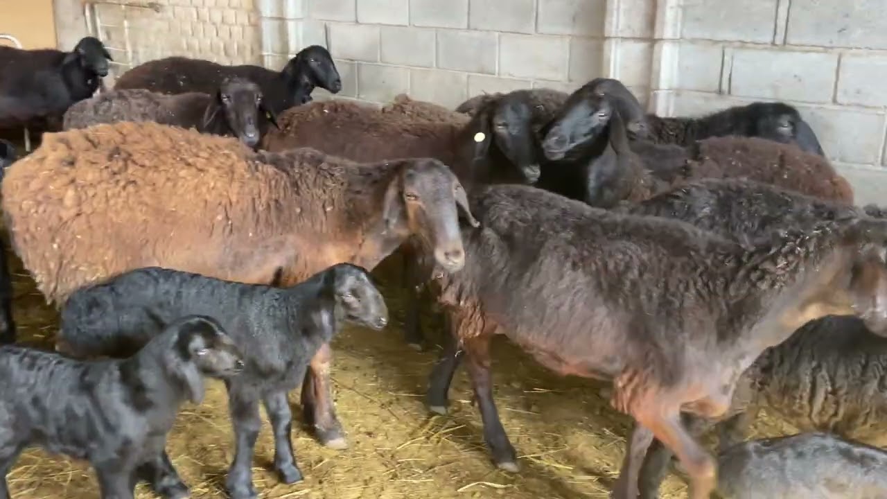 Койду кобойтуш керек болуп атат туугандар😁