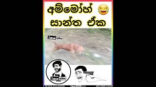 දන සපද