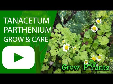 Video: Enthält Parthenium Integrifolium Chinin?