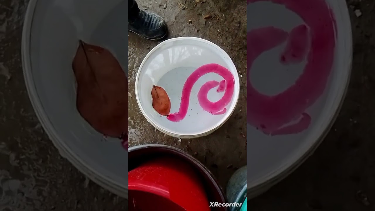 o'quvchilar tabiiy fandan antiqa va ajoyib tajriba o'tkazishdi