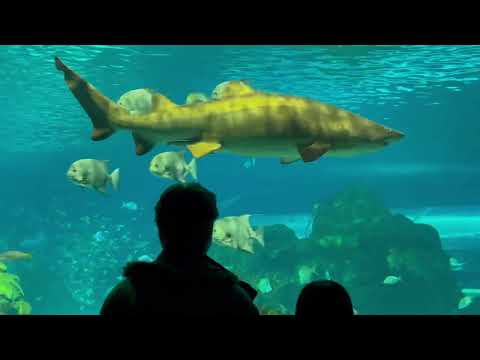 Ripley's Aquarium Toronto February 3, 2024