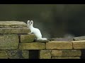 The fascinating process as a stoat turns white | Turning Ermine