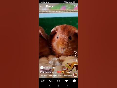 морские свинки Английский селф !! 89031200386 ЭЛЯ - YouTube