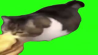 Here Kitty u can has cheezeburger (Green screen)