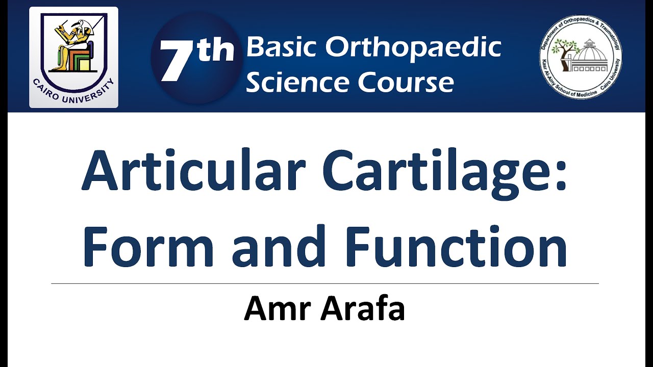 Articular Cartilage: Form & Function