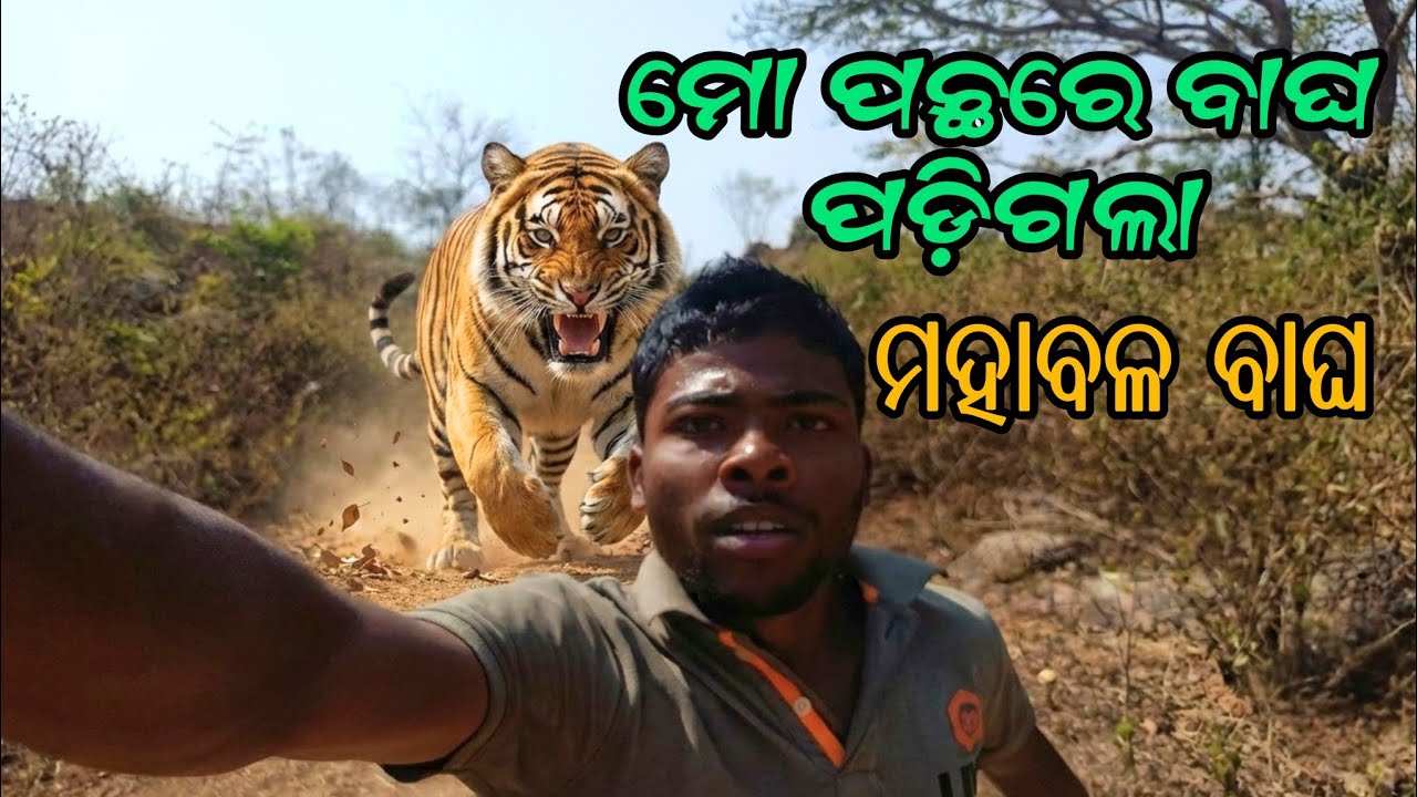 ମୋ ପଛରେ ବାଘ ପଡ଼ିଗଲା || ମହାବଳ ବାଘ 