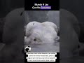 Animales gigantes 😨