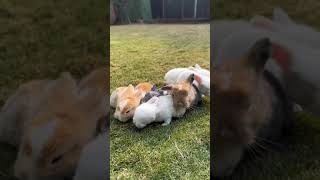 Multi Colour Cottonbunnies .0