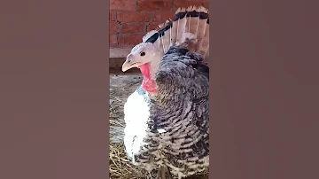 انثي الديك الرومي نفشت ريشها زي الديك 