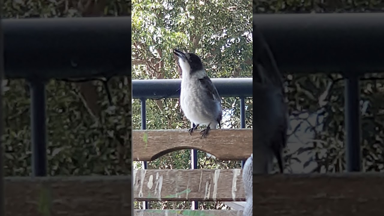 Young Butcher Bird Singing 