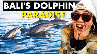 Swimming with dolphins in Lovina Bali: Bali's BEST kept secret
